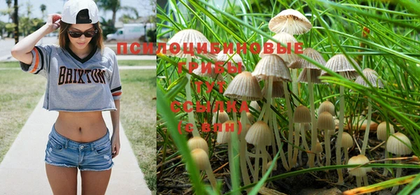 прущие грибы Алзамай
